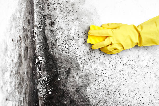 Best Toxic Mold Removal  in Steele, AL