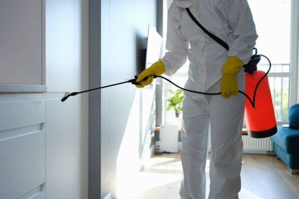Professional Mold Removal in Steele, AL