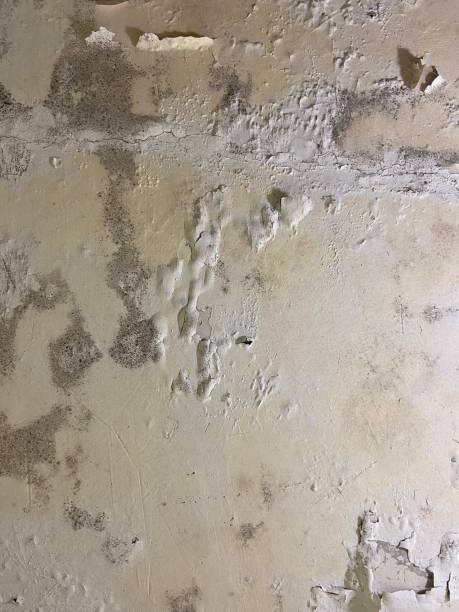 Best Commercial Mold Removal  in Steele, AL