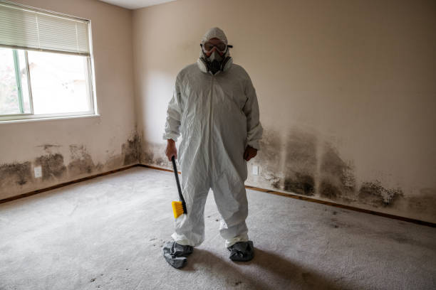 Attic Mold Removal in Steele, AL