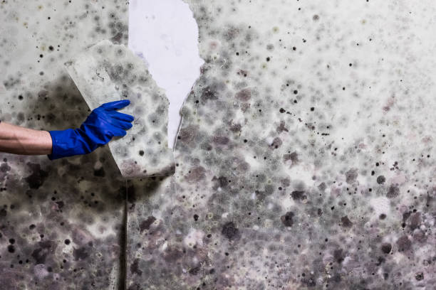 Best Best Mold Removal Companies  in Steele, AL