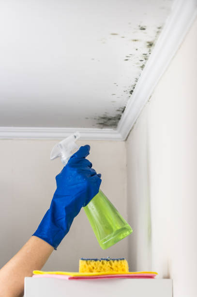 Best Local Mold Removal Service  in Steele, AL
