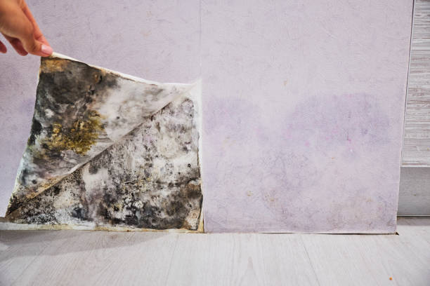 Best Attic Mold Removal  in Steele, AL